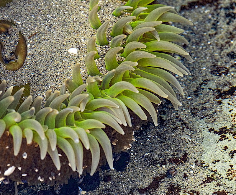 Giant green anemone with extended tentacles in a sandy tide pool