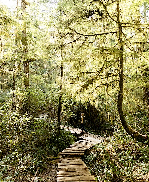 A person walking on a wooden boardwalk through a sunlit forest with tall trees and lush greenery