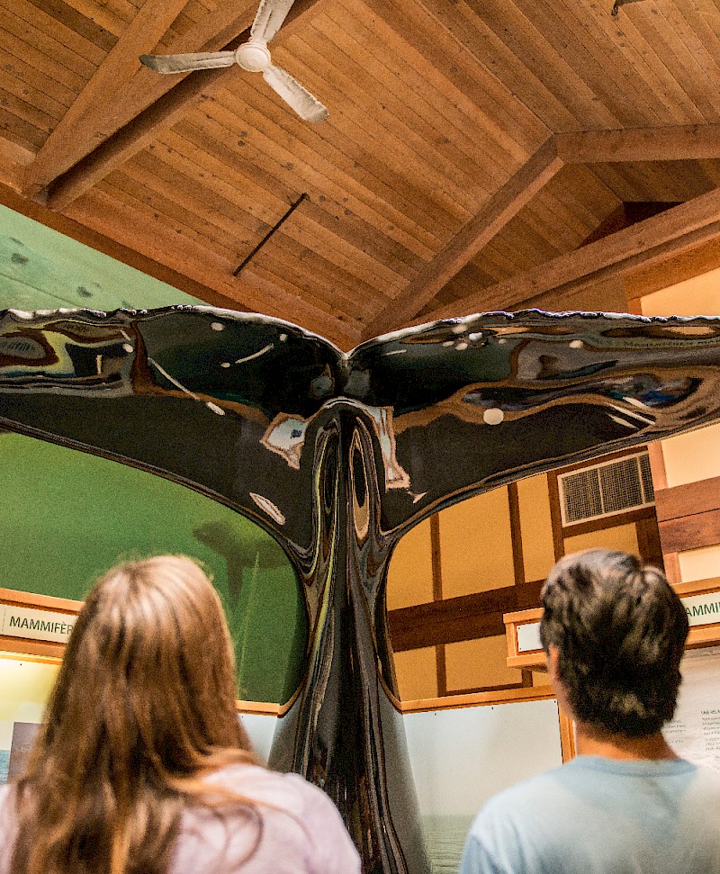 Two visitors observing a large whale model at the Kwistis Visitor Centre in Tofino