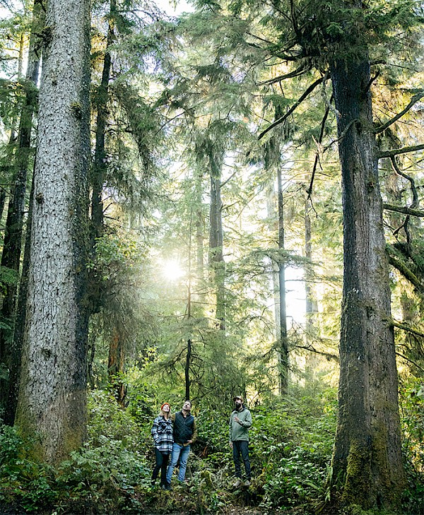 Three people looking up to the canopy surrounded by towering old-growth trees with sunlight streaming through