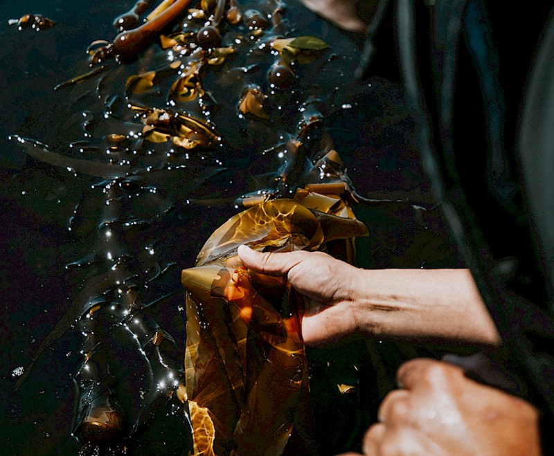 A person examines a large piece of kelp in a body of water, focusing closely on its texture and details