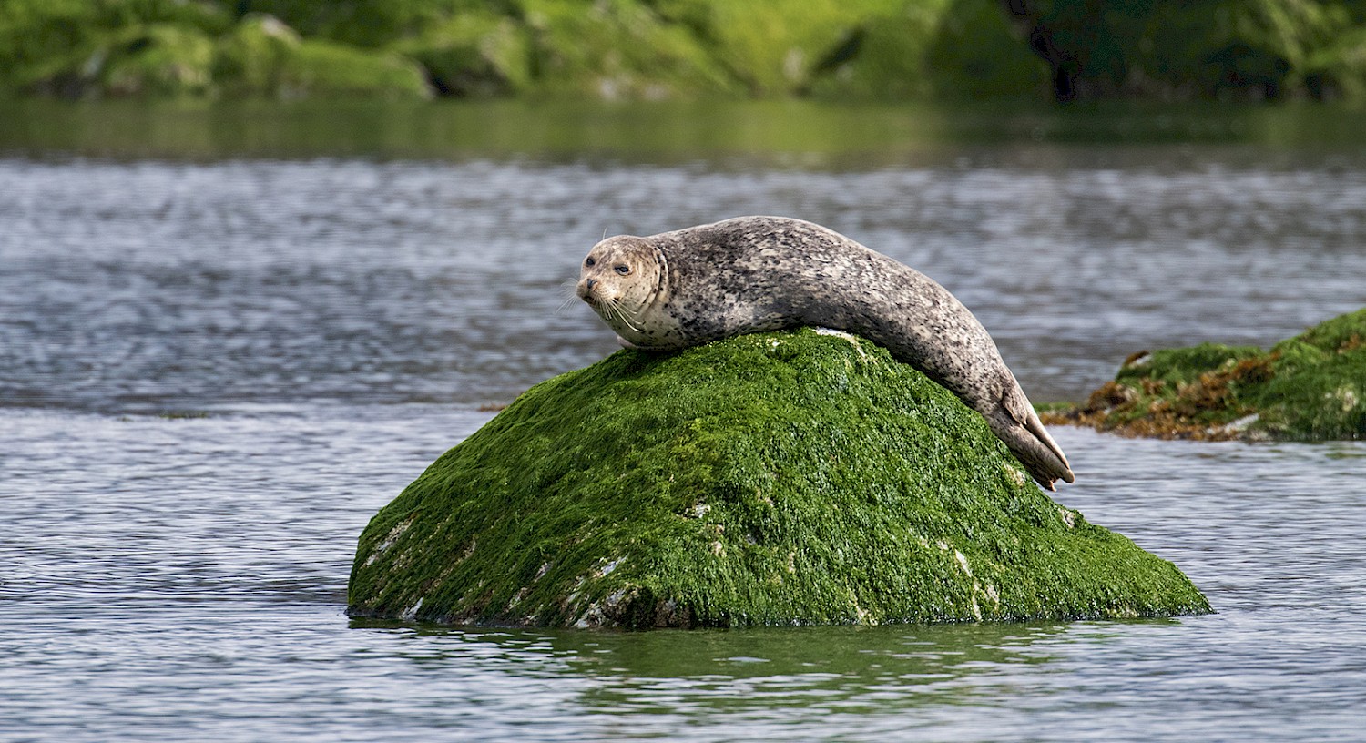 Harbour seal lying on a moss-covered rock surrounded by calm ocean water