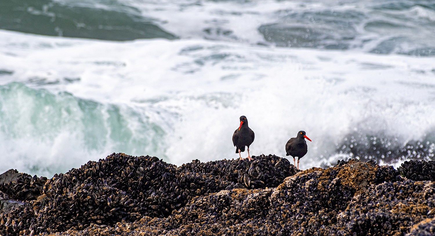 Two black oystercatchers with bright orange bills standing on mussel-covered rocks