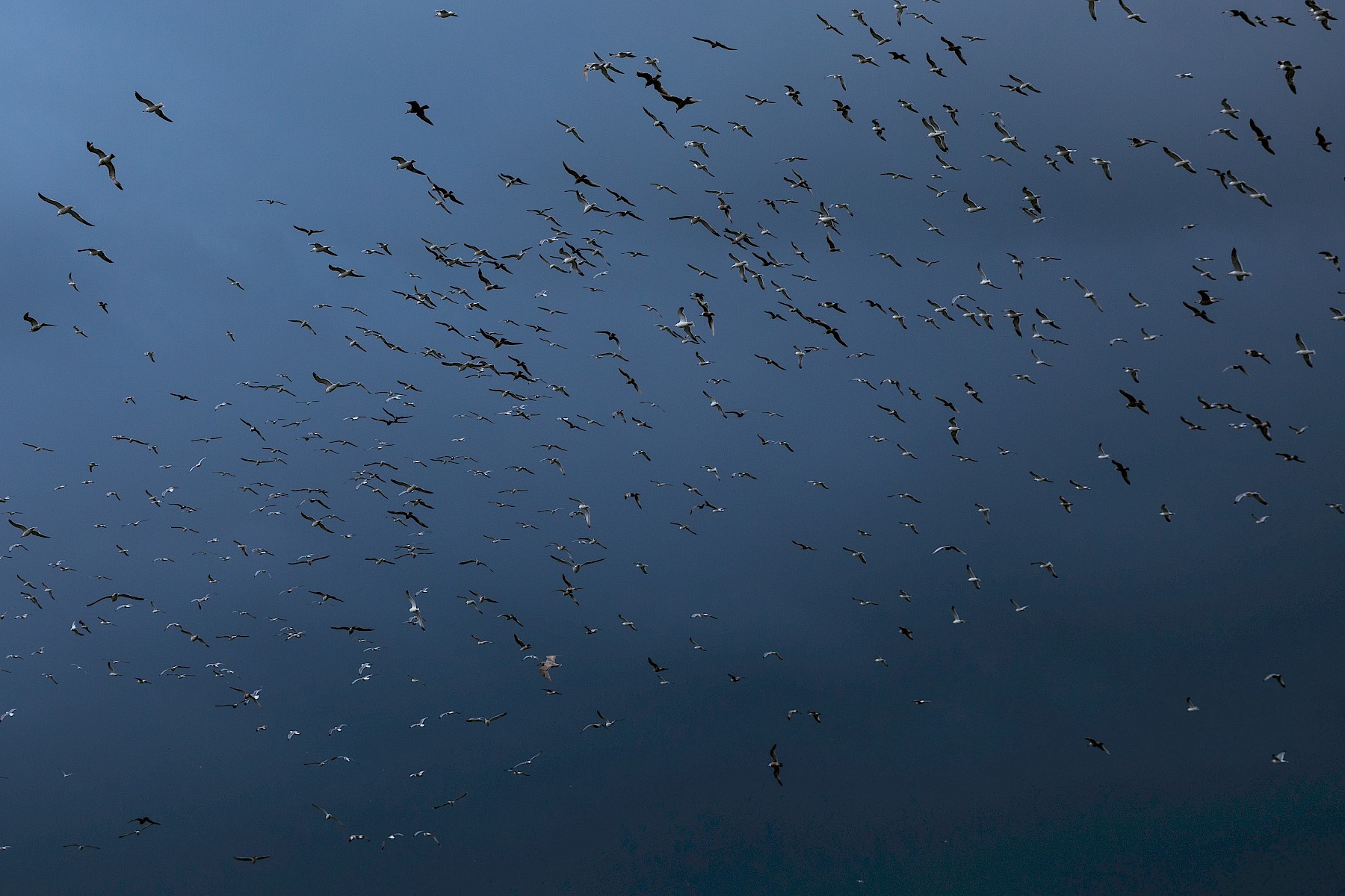 A dark, dramatic sky filled with birds