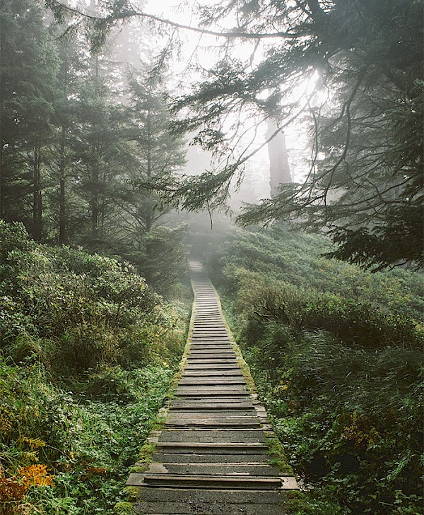 A misty wooden pathway stretching through dense coastal forest at dawn. Caption: A serene morning on the South Beach Trail.