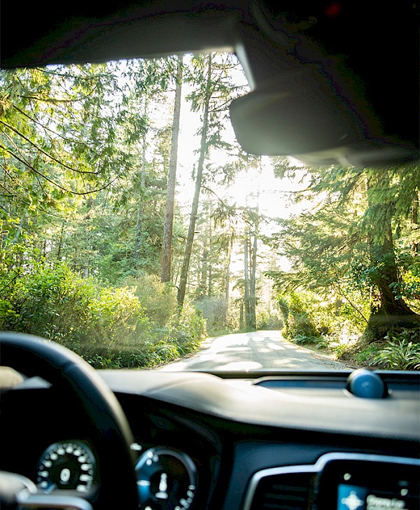 View from inside a car driving through a lush, sunlit forest with tall trees and dense greenery on either side of a winding road. The dashboard and steering wheel are partially visible.