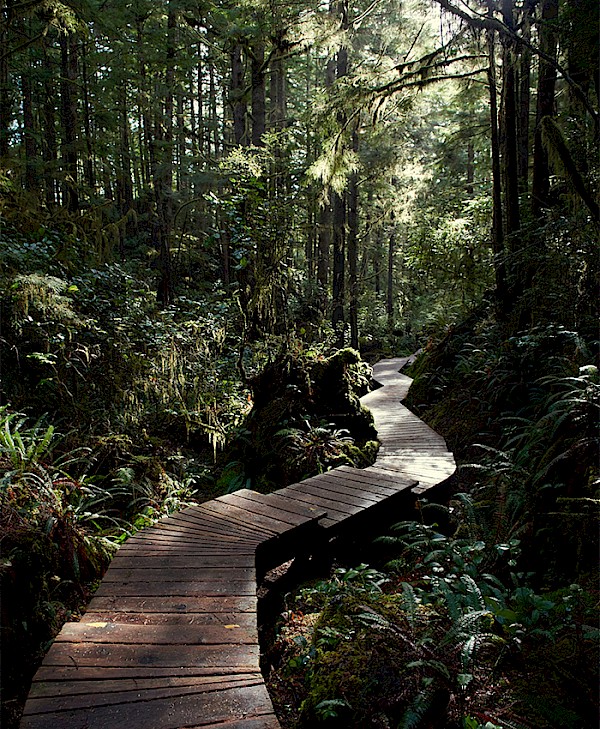 a cedar wood boardwalk winding through old growth forest with light filtering through the canopy