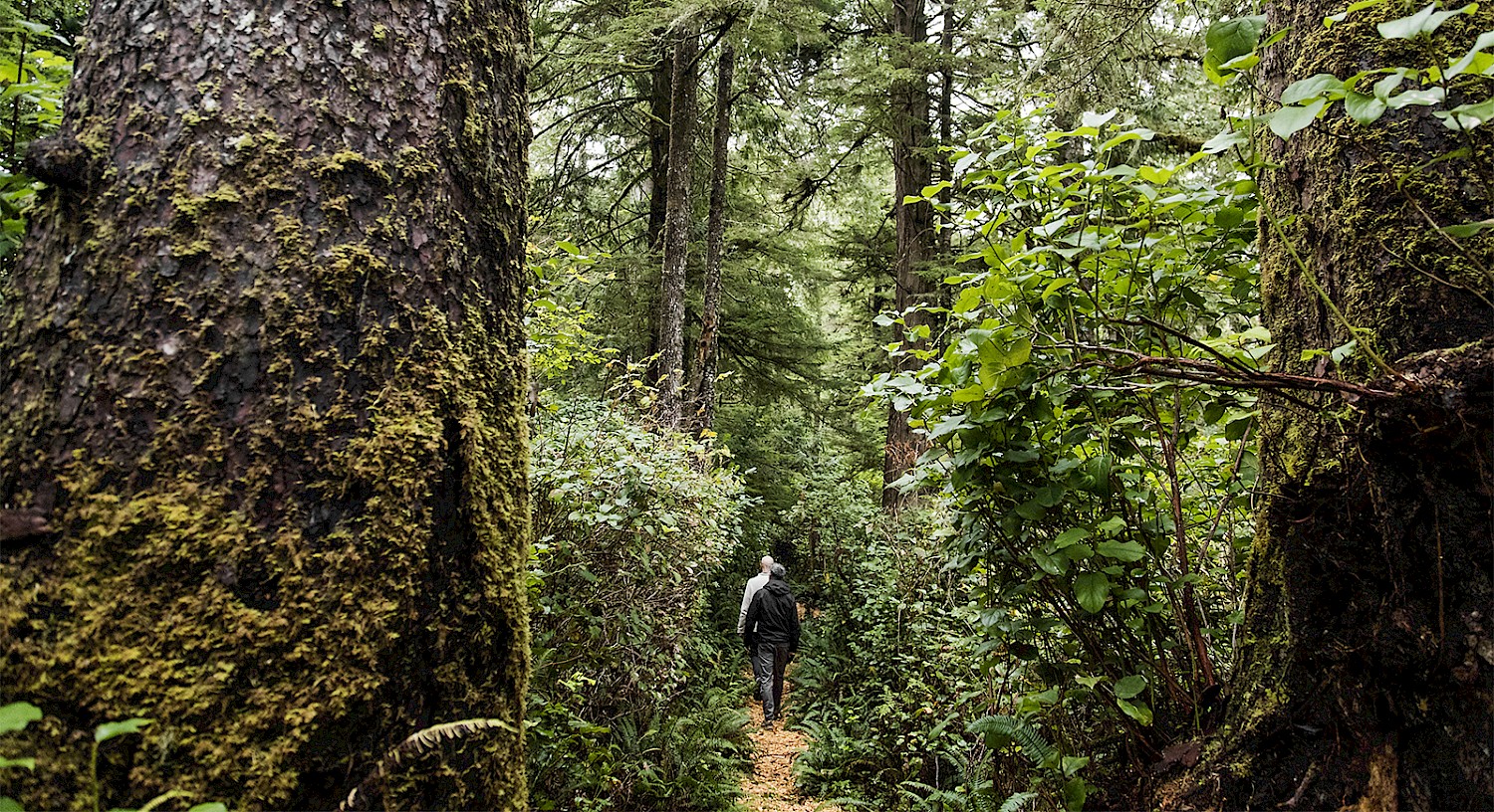 Guest walking along a narrow rainforest path between towering moss-covered trees