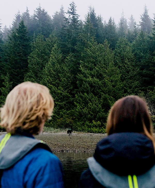 Two guests observing a black bear foraging along the intertidal zone backed by dense coastal forest