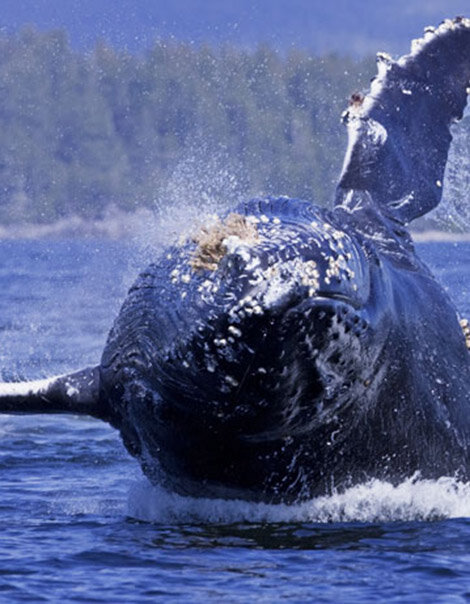 Jamie's Whaling Station Humpback