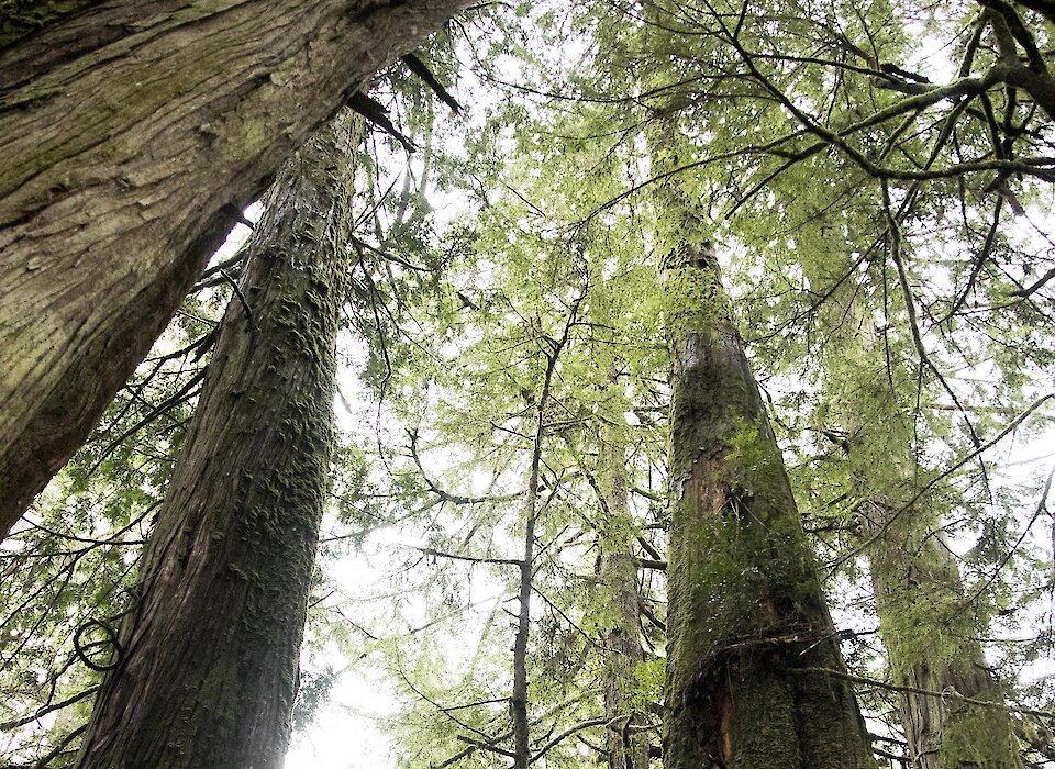 Tree Canopy